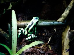 Tiergarten Schönbrunn am 24.02.2026